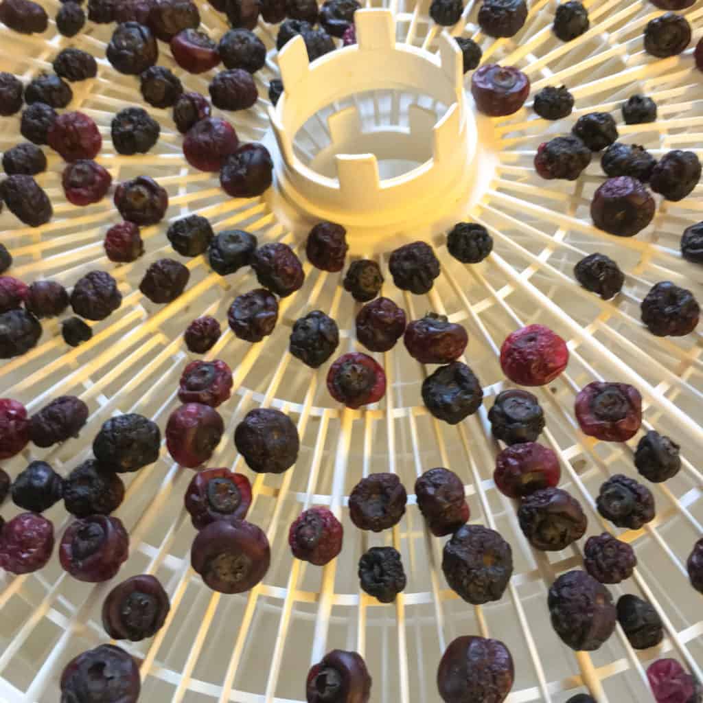 Partially dried blueberries on a dehydrator rack for epic copycat bar