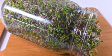 How to make broccoli sprouts