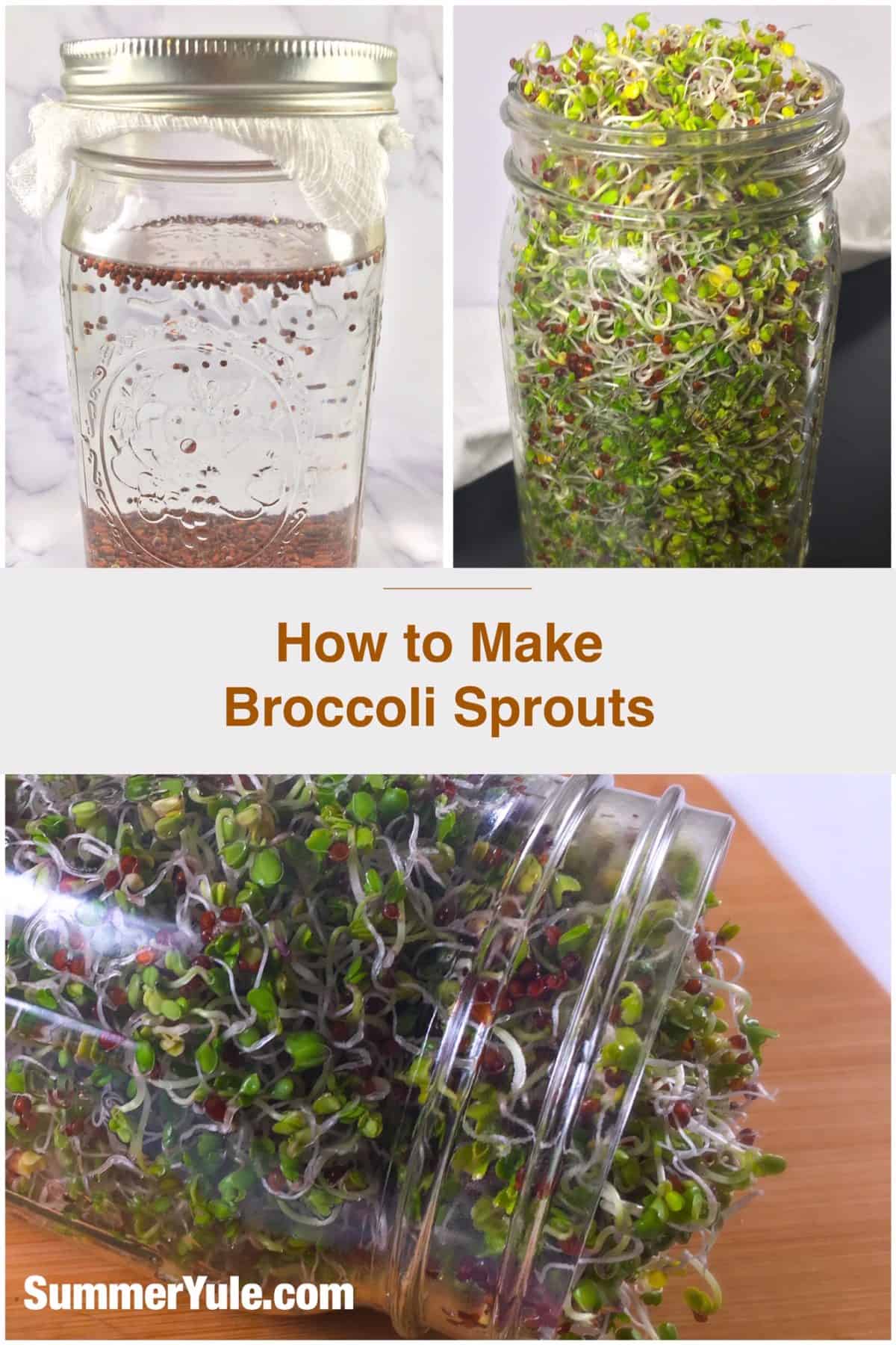 How to make broccoli sprouts Pinterest image