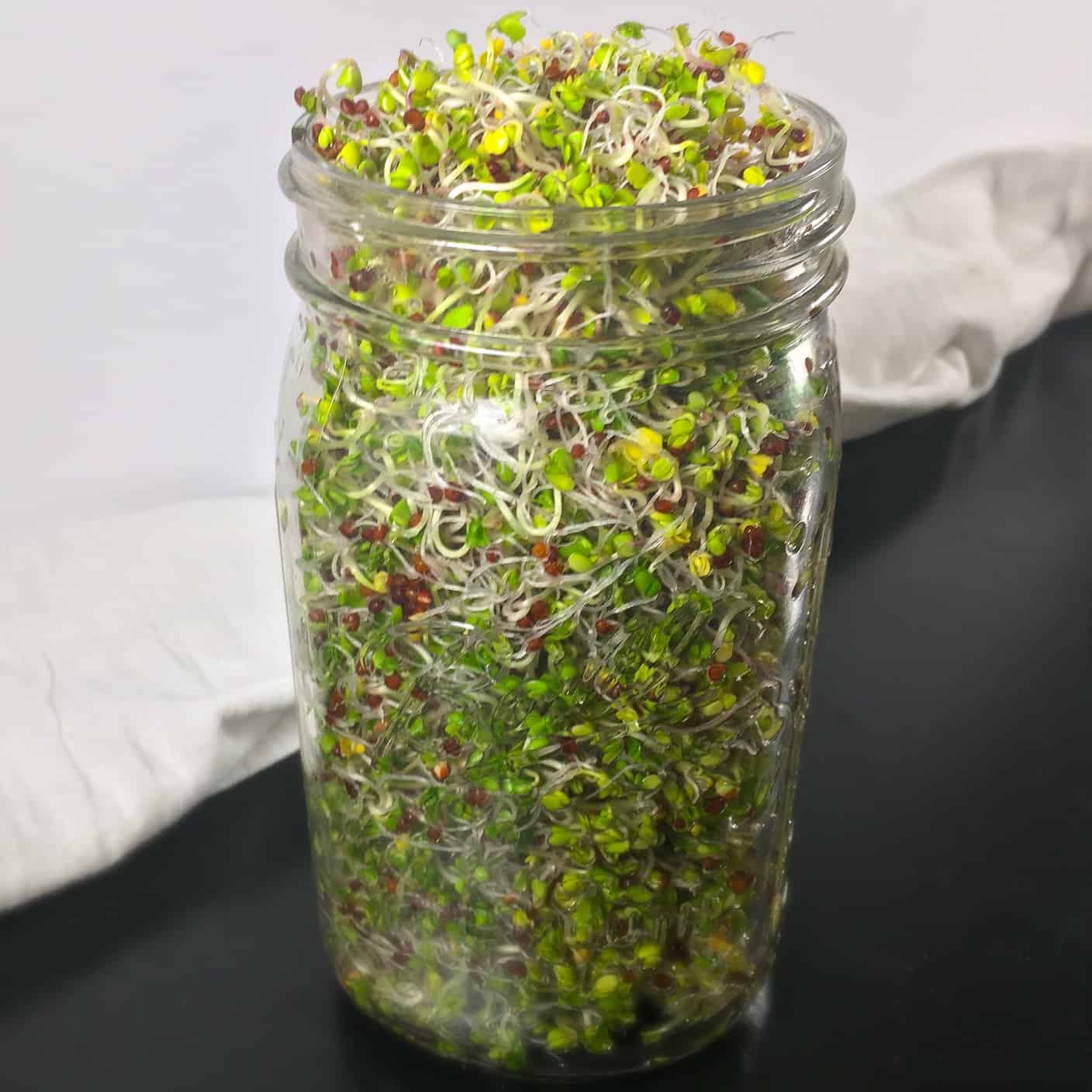 Sprouting Broccoli Seeds: Broccoli Sprouts "Recipe"