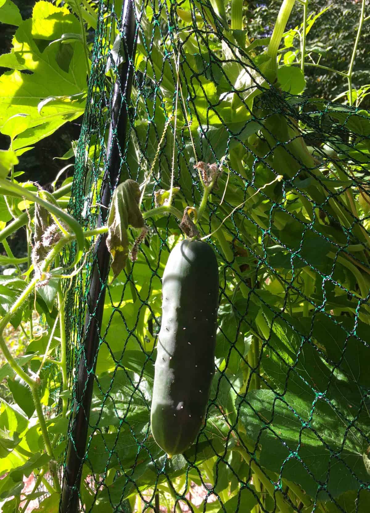 garden cucumber