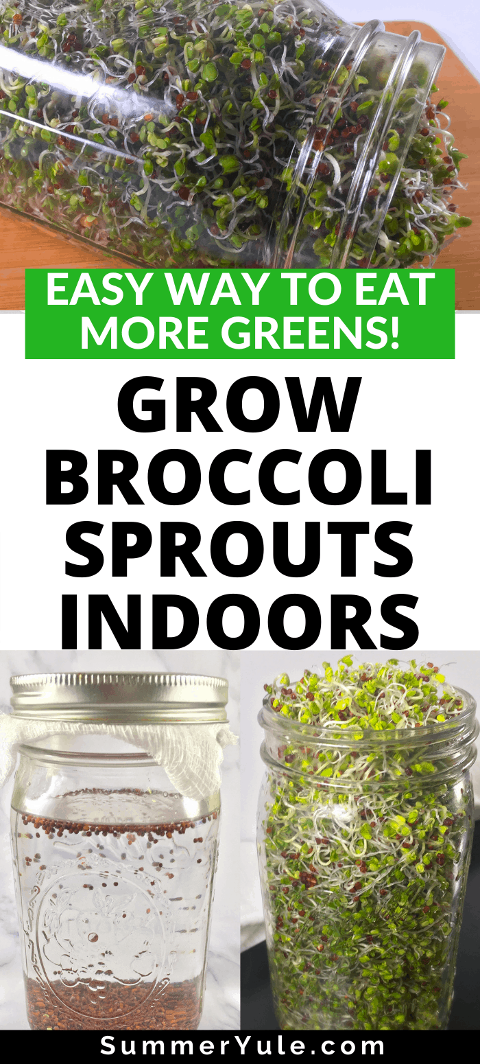 GROWING SPROUTS IN MASON JARS 