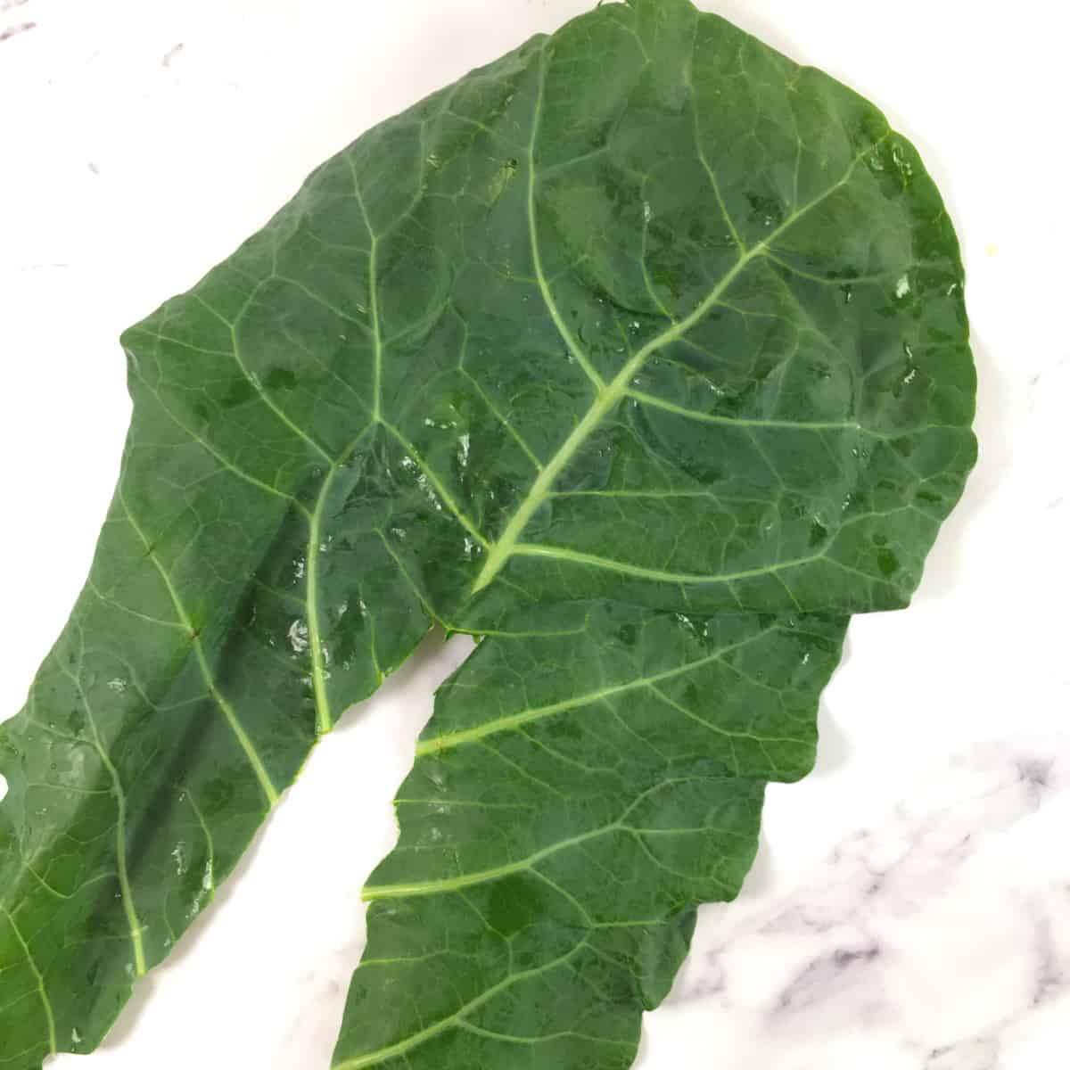 collard leaf