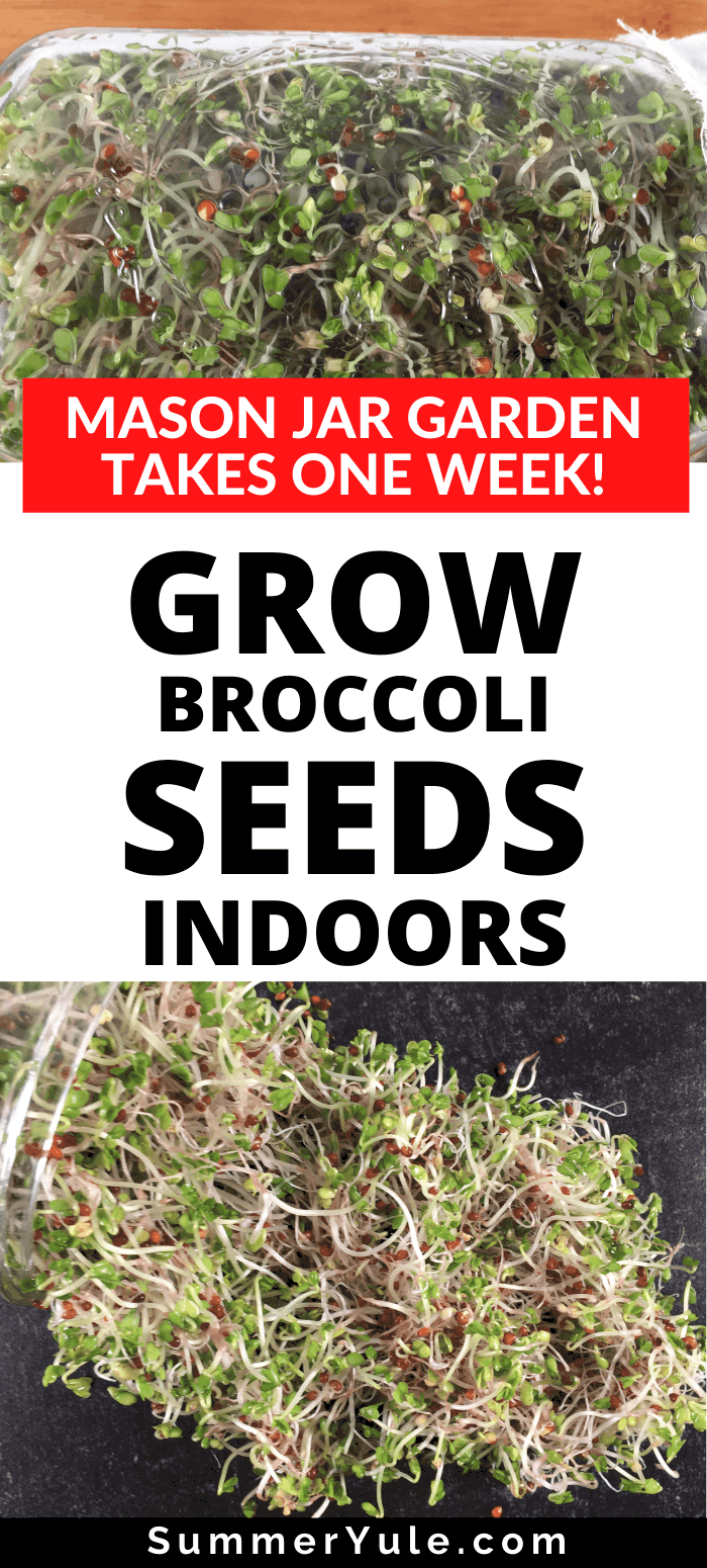 grow broccoli seeds indoors