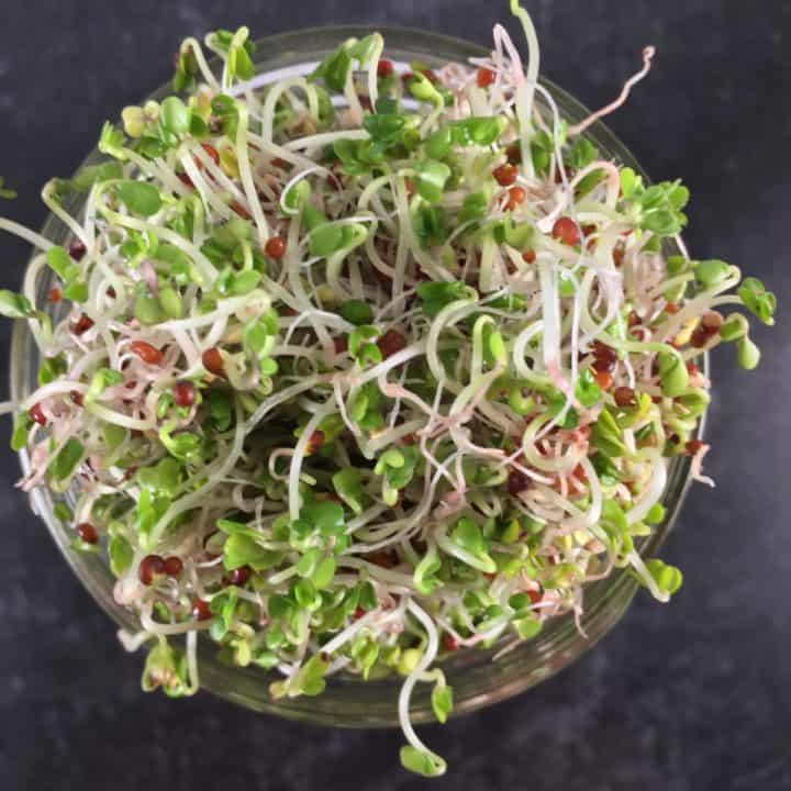 How to Grow Broccoli Sprouts (Sprouting Broccoli Seeds)