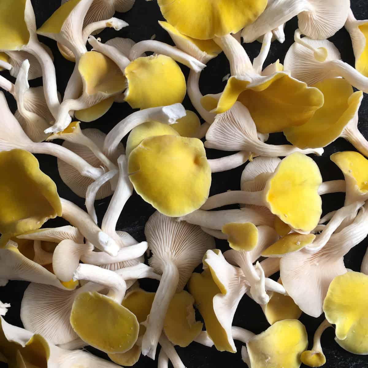 fresh golden oyster mushrooms