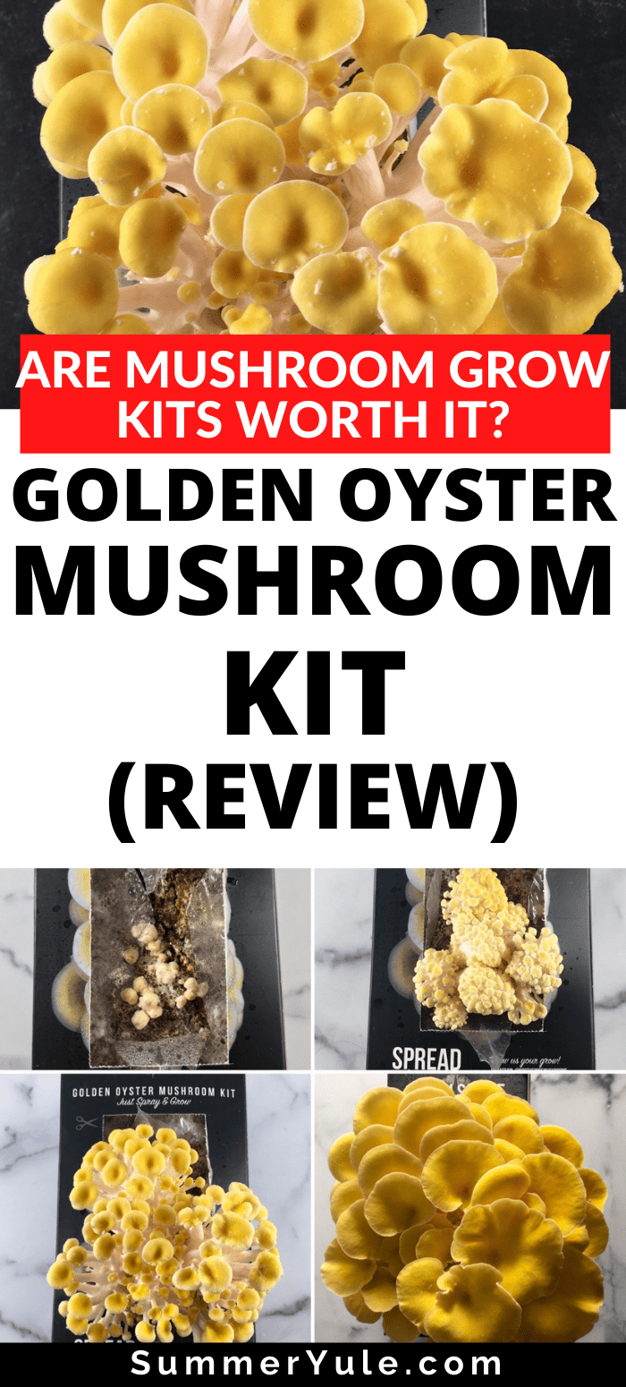 golden oyster mushroom grow kit