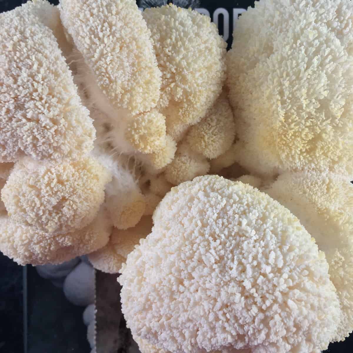 grow lions mane mushrooms