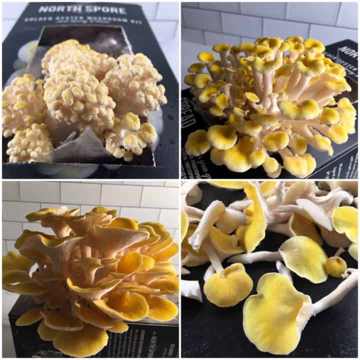 When to Harvest Golden Oyster Mushrooms (and How to Harvest)