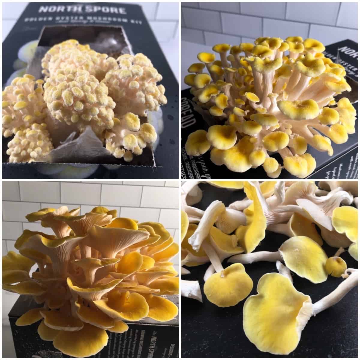 Golden Oyster Mushroom Grow Kit (North Spore Mushrooms Kit Review)