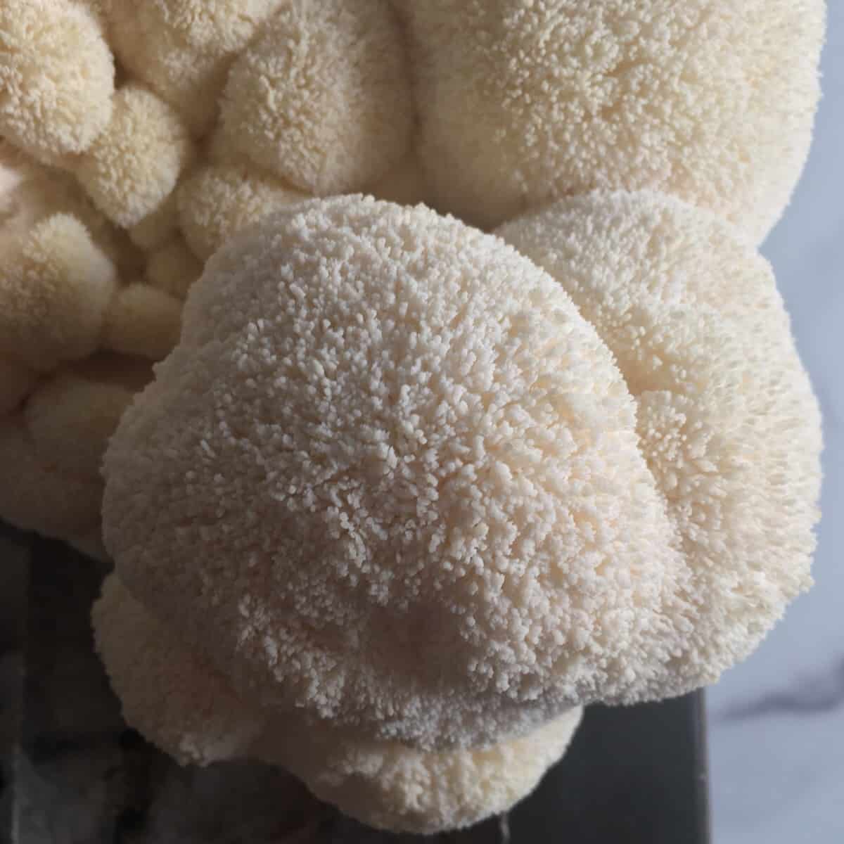 lions mane mushroom grow kit