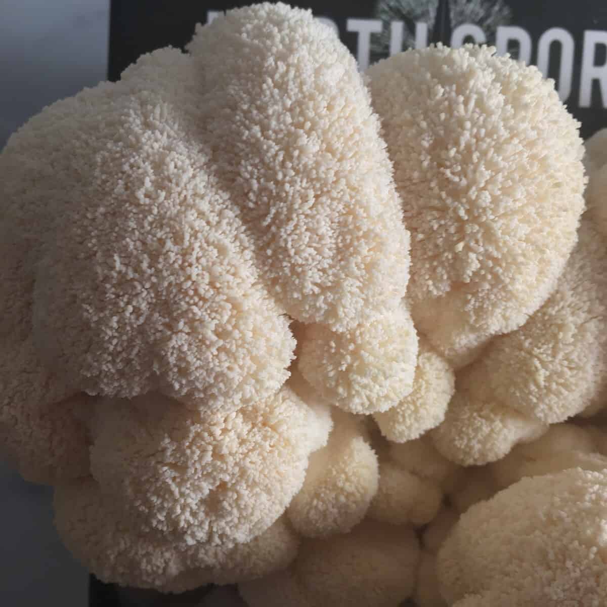 lions mane mushroom growing kit