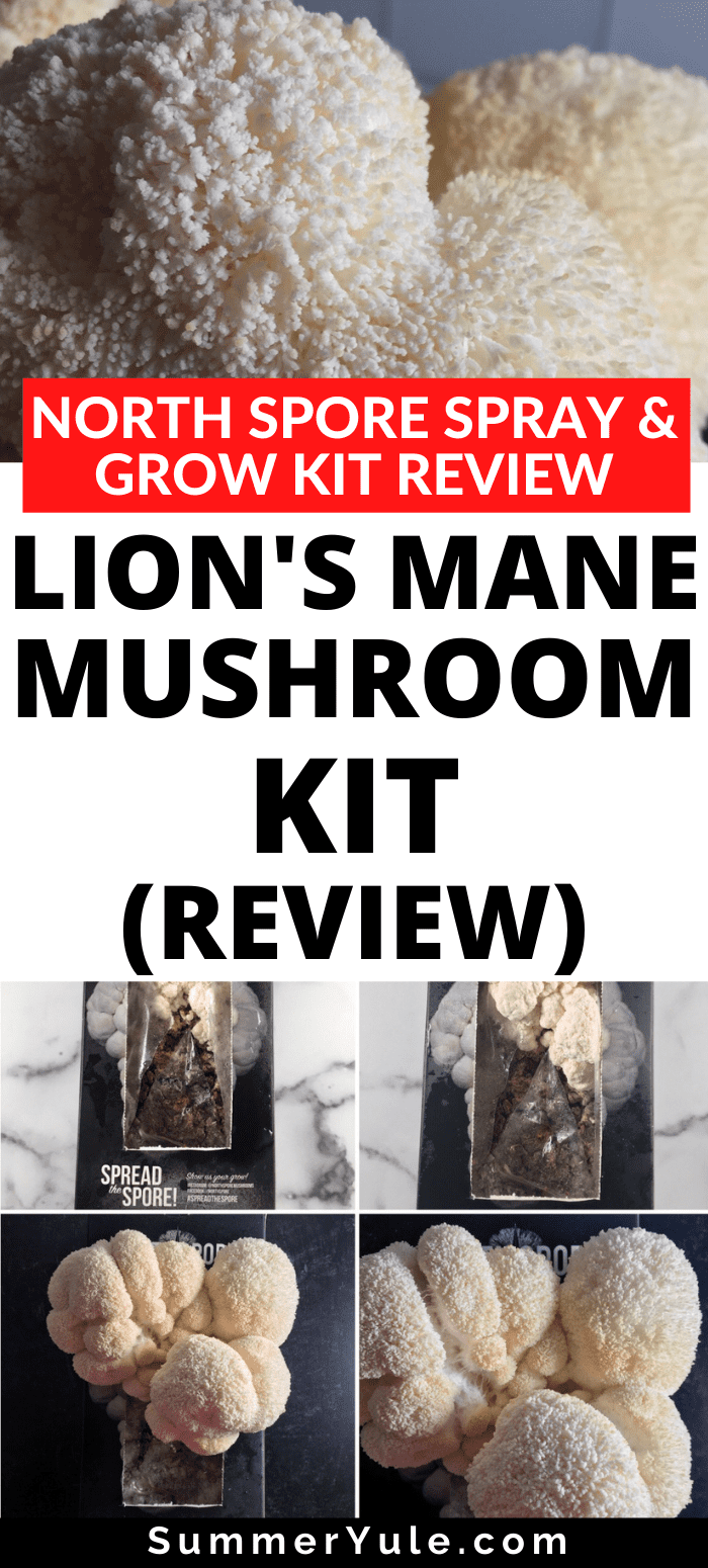 lions mane mushroom kit recipe