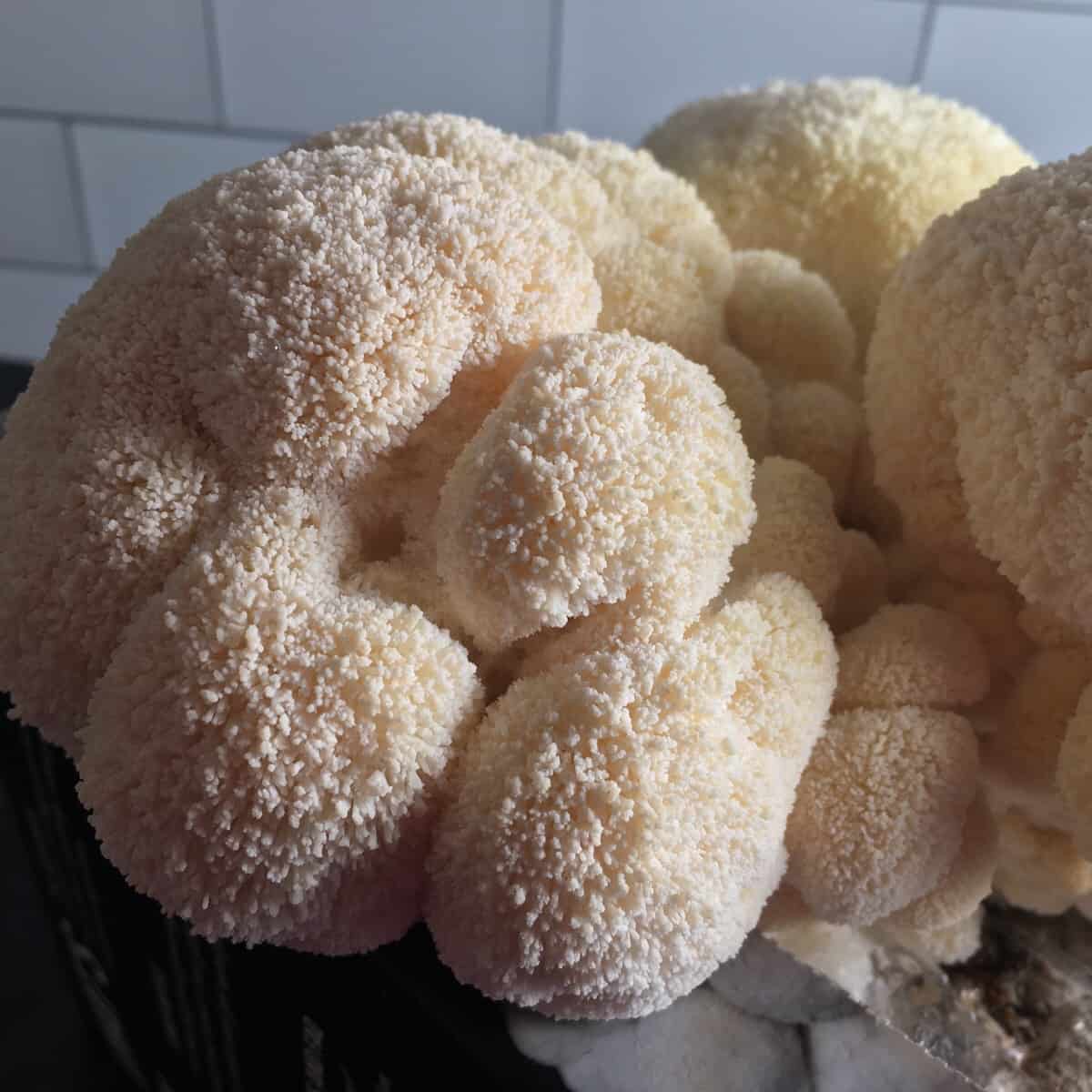 north spore lions mane kit