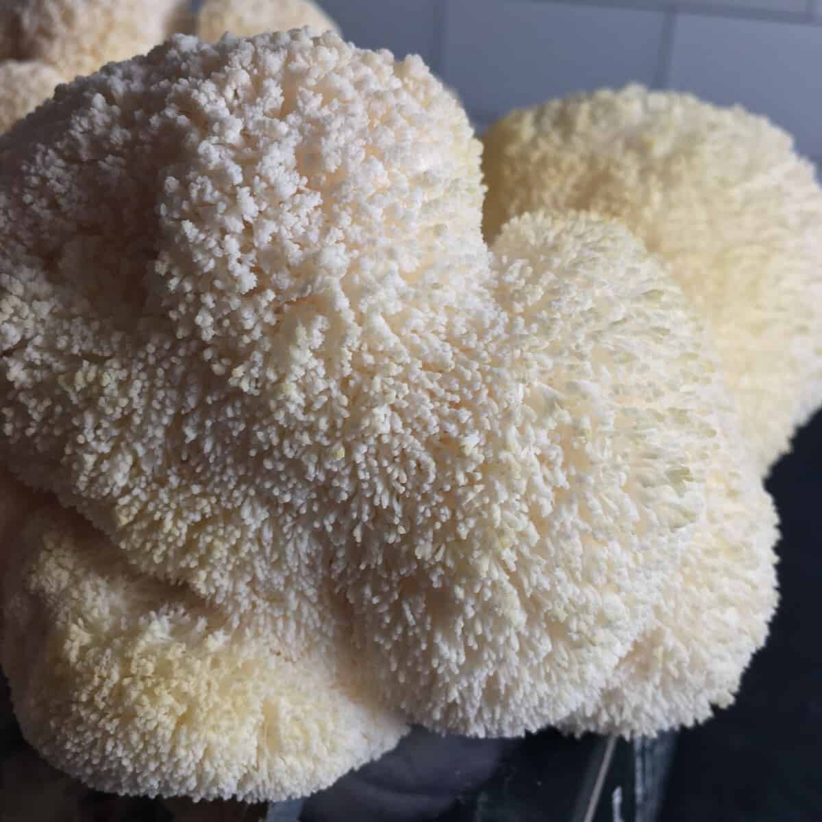 north spore lions mane mushroom kit