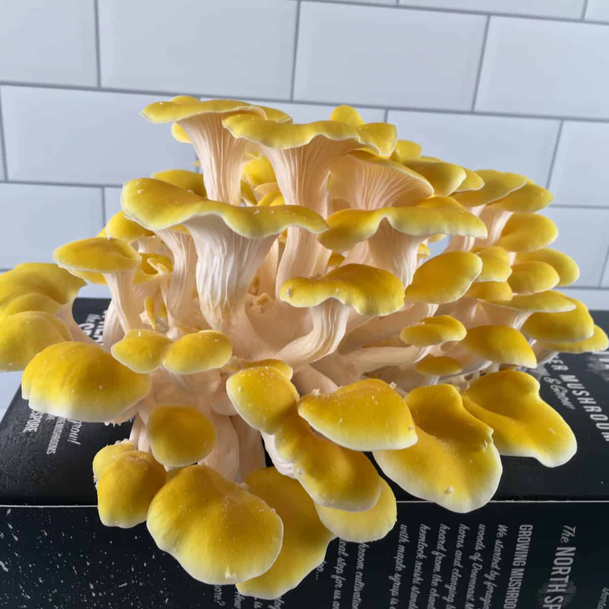 oyster mushrooms