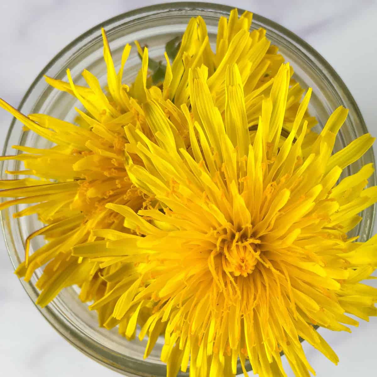 dandelion blossoms