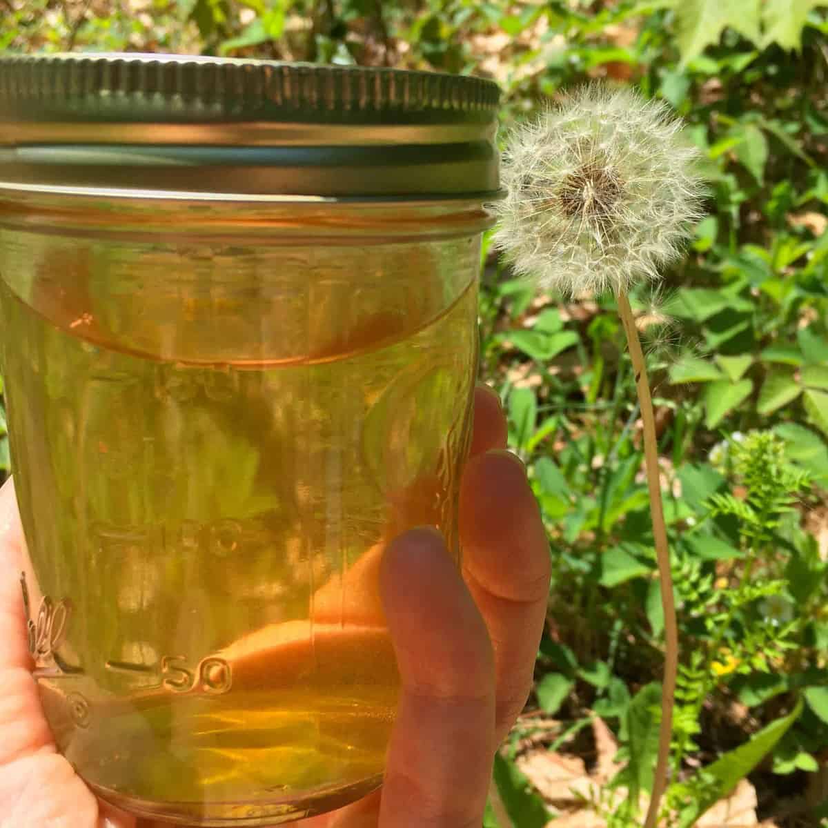 Sweet and Floral Dandelion Vinegar - The Salt Box