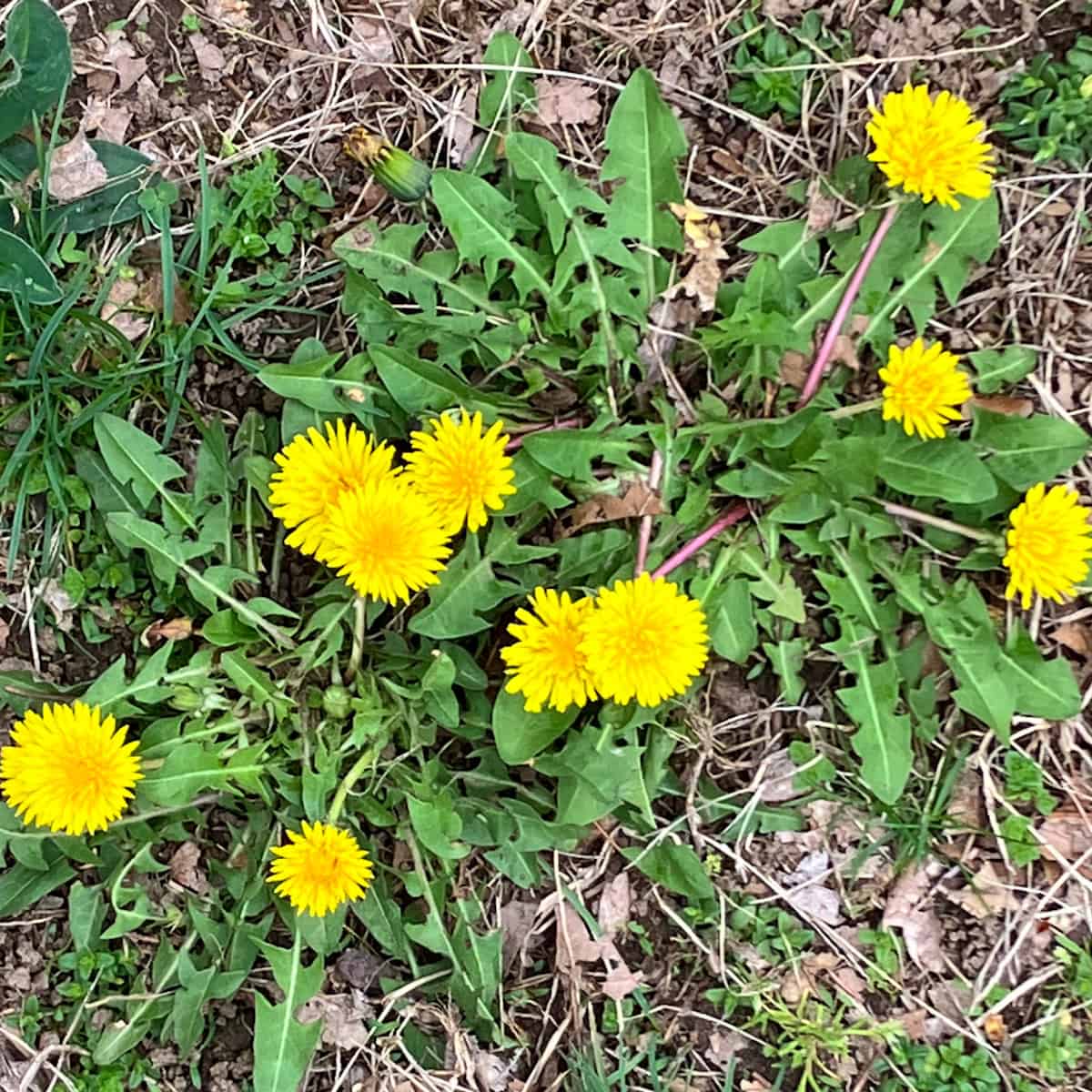 dandelions