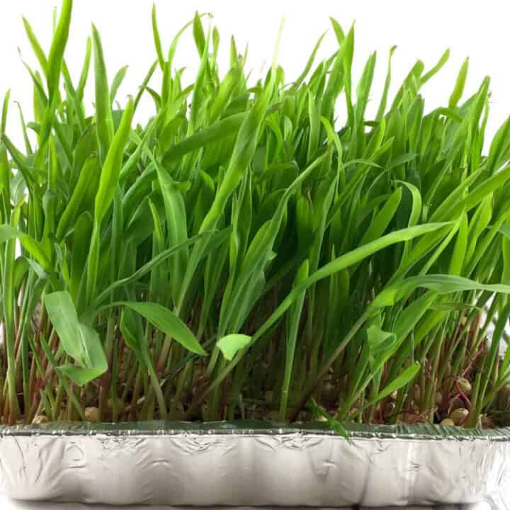 How do you grow popcorn grass? • Summer Yule Nutrition and Recipes