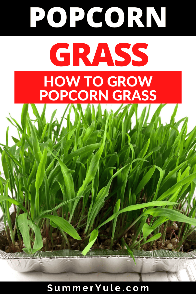 popcorn grass