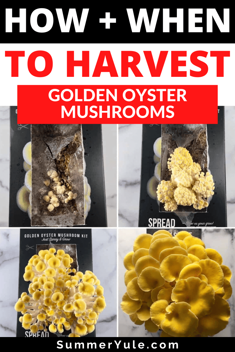 harvest golden oyster mushrooms
