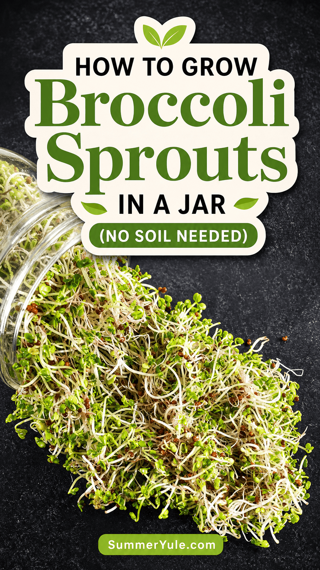 how to grow broccoli sprouts in a jar
